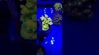 Acropora Millepora Orangewish WYSIWYG