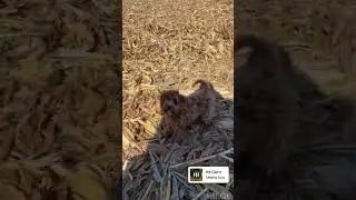 New puppy experience corn