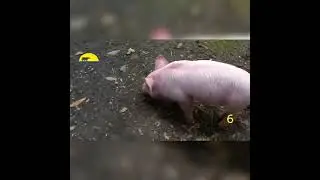 Pig saves goat from Drowning|| #firstshortvideo #youtubeshort #wildlifeworker #shorts #goat #सुअर