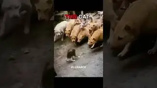 other Dogs Bullying Cats vs&hellip; 💀 #shorts