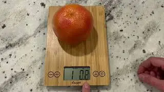 Escali Arti Digital Food Scale   Our Honest Thoughts
