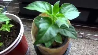 Growing Super Hot Peppers 06 - Plants Update
