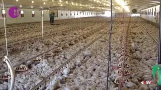 Revival of Anti-Dumping Duties Provides Relief to South Africa's Poultry Sector