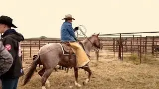 RANCHIN' with Scout