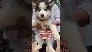 Husky puppy In odisha.#odisha#husky#dogbreed#puppy#wolf#pets#petshop#onlineshopping#sale#cute#top