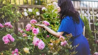 Grow Arctic Blue and Summer Romance Roses for Your Enchanted Garden.