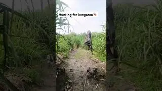 amazing hunting for kangaroo🦘 #farming #funnyvideos #shotrs