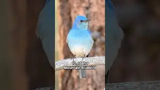 Iconic bird sounds in every state #bird #birds