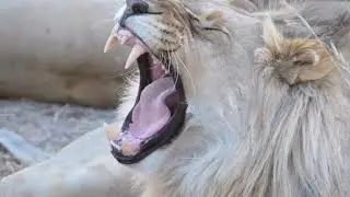 RAE Safaris movie