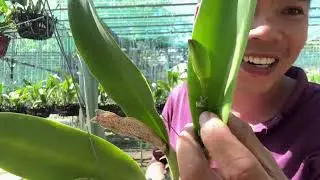cattleya nụ thanh lý cuối năm . Zalo 0386232357 #orchid #cattleya #hoalan 