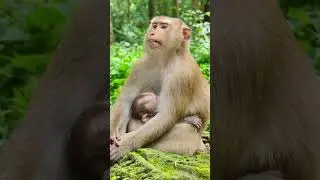 #monkeyreel #babymonkey #Anna #Arian #Toma #Aron #Jan #Albatroop #AmberTroop #AugustoTroop