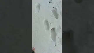 walking barefoot in the snow #snow #foot #sockless #feet  #barefoot  #winter