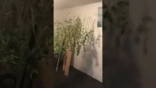Bubba kush harvest