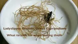 Lady Slipper Orchids, genus Cypripedium:  what to look for when buying them