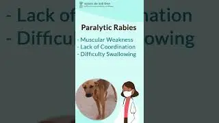 Rabies Awareness: Shielding Our Furry Friends and Ourselves
