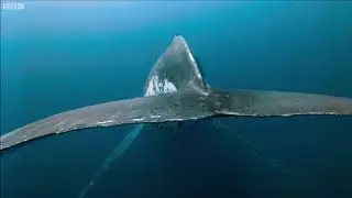 Majestic whale mating call