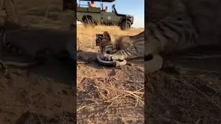 Podr&aacute; esta gata escapar de la trampa tras salvar a su cr&iacute;a? 🐱 #gata #wildliferescue #animals