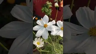 Cosmos flowers #cosmos #cosmos flowers #winter#season #shorts #youtubeshorts #shortsvideo #yt