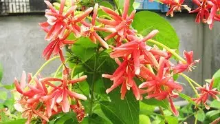 Самые душистые комнатные цветы  Комбретум