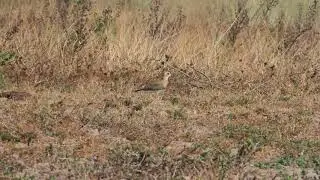 2019-11-The oriental plover (Charadrius veredus) 1