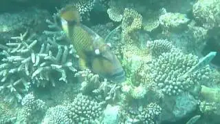 Titan Triggerfish in the Maldives