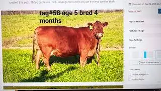 The 6 best South Poll bred cows and heifers of the year looking for a home.