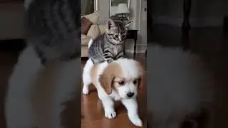 Cutest duo 🐱🐶