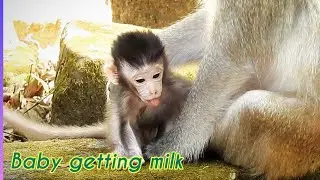 Baby newborn getting a milk from mother | Long Tail Monkey