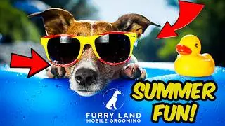 SUMMER DIY HACKS FOR KEEPING PETS COOL