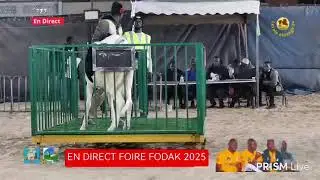 En direct Foire FODAK 2025,  plus beaux plus belles adultes
