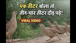 Acha Teetar Real Voice | Original Partridge Sound | Hunting Call | Viral Bird Sound