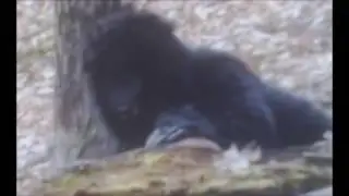 The Clearest Dogman Images Ever Captured