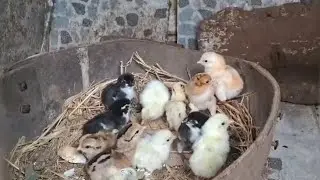 കണ്ടിരിക്കാൻ നല്ല രസം|new born chicks|beautiful chicks