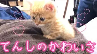 超絶可愛すぎる生後2ヶ月の子猫の成長日記。【短足マンチカン】Munchkin Kitten like an angel