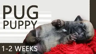 KEEPING UP WITH THE PUGLITOS | PUG PUPPIES FROM 1 - 2 WEEKS