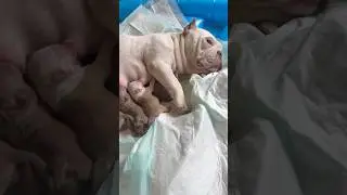 Mother welping 8 pups #dogsjoy #puppy #beginnermethod