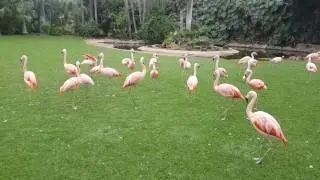 Loro flamingo 01