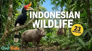 23 Minutes Indonesian Wildlife | Kehidupan Satwa Liar Indonesia (Relaxing Nature Video) &ndash; Owlkids