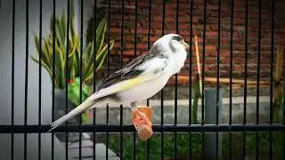 Most Popular Canary Song | Relaxing and Beautiful Singing