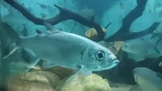 Indo-Pacific tarpon (Megalops cyprinoides) tarpon fish in Dehiwala zoo aquarium