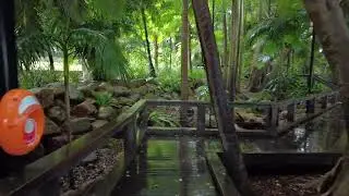 South Bank Rainforest Walk - Rainy and Windy in Brisbane - July 2022