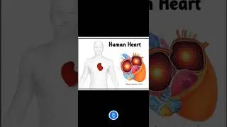 Heart Anatomy | Body Fluids and Circulation Class 11