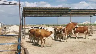 New Simmentals Arrived to Our Farm - Farming # 11 l Animal Mating