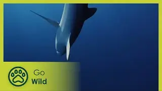 The Blue Island, Reefs under high-surveillance | Cuba: Paradise on the Brink 1/2 | Go Wild