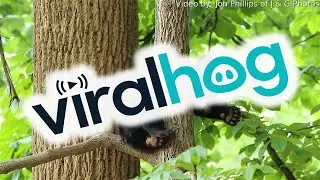 Little Bear Cub Fighting Sleep || ViralHog