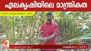 ഏലകൃഷിയിൽ നവീന മാതൃകകൾ അവതരിപ്പിച്ച് ജോർജ്കുട്ടി &raquo; INNOVATIVE CARDAMOM CULTIVATION
