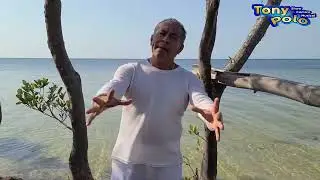 Tony Polo 