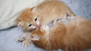 Cute kitten that gently licks you without waking the sleeping child...