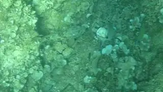 Fish eating ECOBIOBALL (video 4) on the Mediterrean Sea (Minorca Island)
