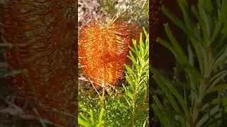 Wow!Banksia is in flower 🌼 🌸 😍 #tasmania #native #garden #plants #flowers #beautiful @olib774